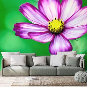 Carta da parati – Fiore di cosmea da giardino