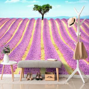Carta da parati – Campo di lavanda provenzale