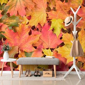 Carta da parati – Foglie d'autunno
