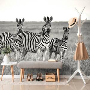 Carta da parati – Tre zebre in bianco e nero nella savana