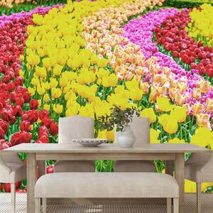 Carta da parati – Giardino pieno di tulipani