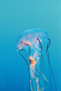 Fotografia Purple striped jellyfish Chrysaora colorata, LagunaticPhoto