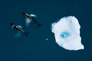 Fotografia aerial view of whales swimming among icebergs, Monica Bertolazzi