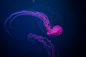 Fotografia Deep blue purple Close-up of jellyfish swimming, Sebastian von Ehren / 500px