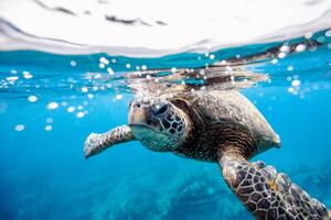 Fotografia Green turtle at the water surface, LL28