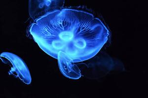 Fotografia Close-up of jellyfish swimming in sea, jiangshitou808 / 500px