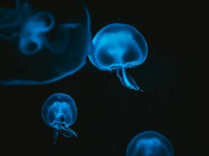 Fotografia Jellyfish, Martin Herzog