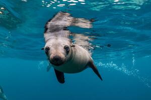 Fotografia Young Australian fur seal Montague Island, by wildestanimal