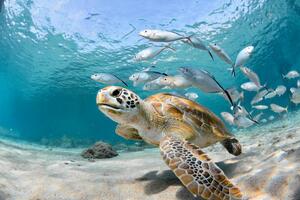 Fotografia Turtle closeup with school of fish, LFPuntel