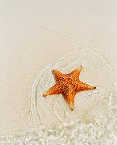 Fotografia Orange starfish on sandy seashore high angle view, Catherine Ledner