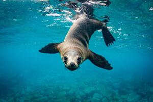 Fotografia Close-up of seal swimming in sea, Grant Thomas / 500px