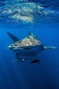 Fotografia A school of suckerfish Sharksuckers and, Jason Edwards