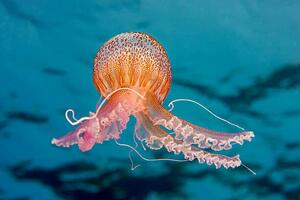 Fotografia Purple-striped Jelly Fish, Gerard Soury