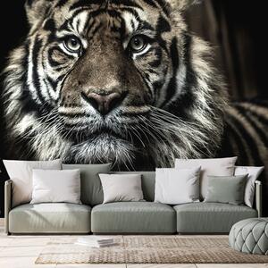 Carta da parati – Tigre