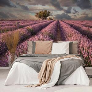 Carta da parati – Terra di campi di lavanda