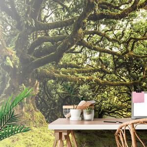 Fotomurale – Alberi coperti di muschio