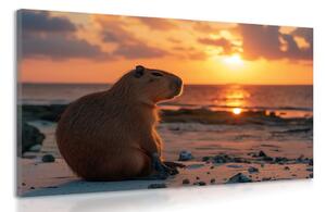Stampa su tela – Capibara al tramonto
