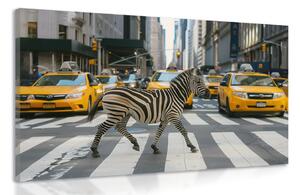 Quadro su tela – Zebra a New York