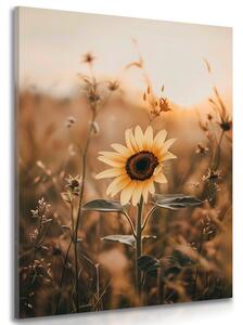 Quadro su tela – Girasoli al tramonto