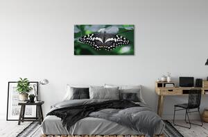 Foto quadro su tela Foglie di farfalla colorate 100x50 cm