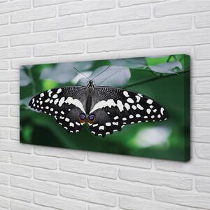 Foto quadro su tela Foglie di farfalla colorate 100x50 cm