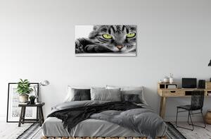 Quadro su tela Gatto grigio-nero 100x50 cm