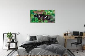 Quadro stampa su tela Foglie di farfalla colorate 100x50 cm