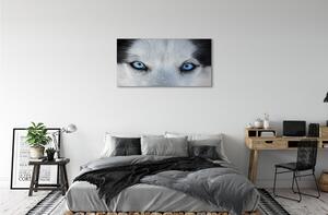 Stampa quadro su tela Eyes Wolf 100x50 cm