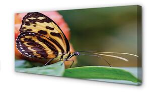 Foto quadro su tela La farfalla 100x50 cm