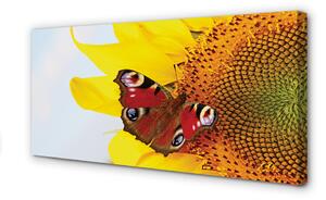 Quadro su tela Farfalla di girasole 100x50 cm