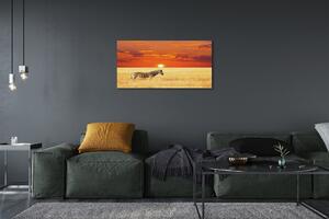 Quadro stampa su tela Zebra Field Sunset 100x50 cm