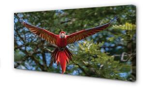 Quadro su tela Ara pappagallo 100x50 cm
