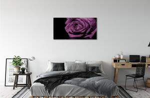 Stampa quadro su tela Rosa viola 100x50 cm