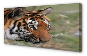Foto quadro su tela Foresta di tigre 100x50 cm