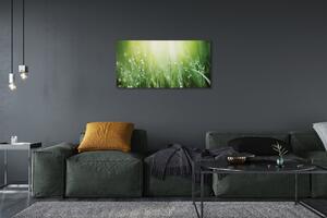 Foto quadro su tela Cade il sole dell'erba 100x50 cm