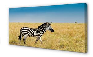 Stampa quadro su tela Campo zebra 100x50 cm