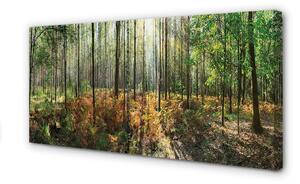 Quadro su tela Birch Tree Forest 100x50 cm