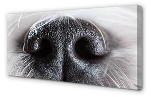 Stampa quadro su tela Naso del cane 100x50 cm
