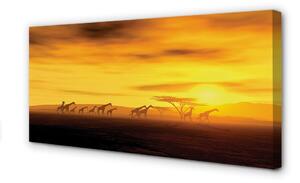 Foto quadro su tela Nuliche di giraffa albero cielo 100x50 cm