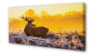 Quadro su tela Deer Winter Sunrise 100x50 cm