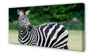 Quadro su tela Campo zebra 100x50 cm