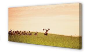 Quadro stampa su tela Herd Deer Field Sunrise 100x50 cm