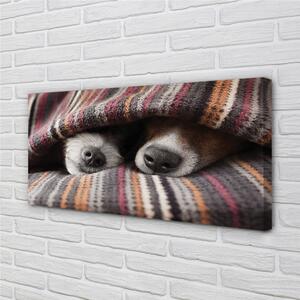 Foto quadro su tela Cani che dormono 100x50 cm