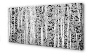 Quadro su tela Betulle in bianco e nero 100x50 cm