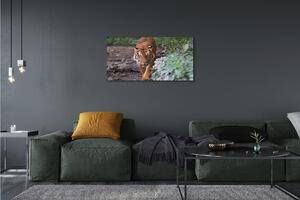 Quadro stampa su tela Foresta di tigre 100x50 cm