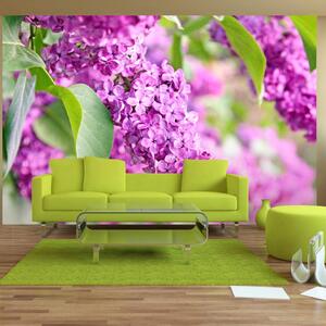Fotomurale - Fiori lilla - 100x70