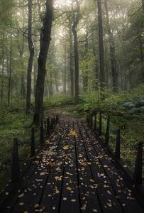 Fotografia Misty morning, Christian Lindsten