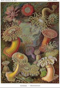 Posters, Stampe Ernst Haeckel - Seeanemonen