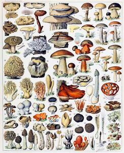 Riproduzione Illustration of Mushrooms c 1923, Millot, Adolphe Philippe