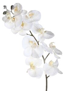Set 6 Fiori Phalenopsis innevata H120 cm Crema